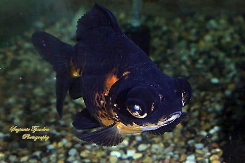 Black Moor Goldfish, Carassius auratus  Carassius auratus,Geotagged,Goldfish,Indonesia,Summer