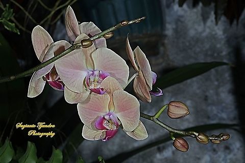 Orchid flower, Phaleonopsis (Orchidaceae)  Geotagged,Indonesia,Summer