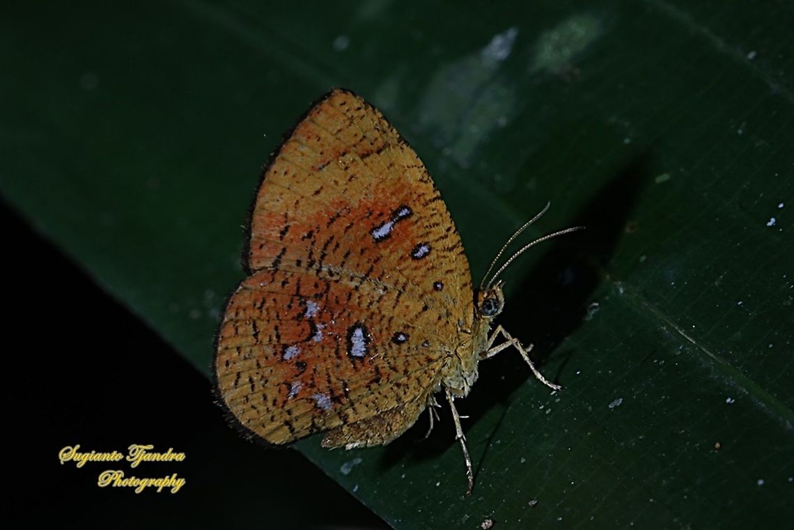 Callidula Moth, Callidula sakuni sakuni (family Callidulidae)  Callidula sakuni,Geotagged,Indonesia,Summer