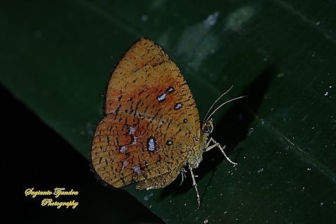 Callidula Moth, Callidula sakuni sakuni (family Callidulidae)  Callidula sakuni,Geotagged,Indonesia,Summer