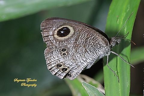 The baby fivering butterfly, Ypthima philomela philomela  Baby fivering,Geotagged,Indonesia,Summer,Ypthima philomela