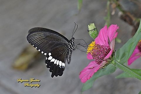 Common Mormon Butterfly, Papilio polytes javanus - male "sucking nectar on the Zinnia flower"  Common Mormon,Geotagged,Indonesia,Papilio polytes,Summer