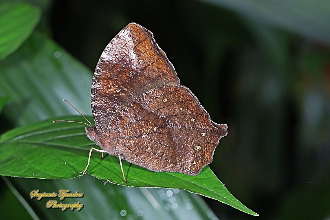 Dark Evening Brown, Melanitis phedima  Dark evening brown,Geotagged,Indonesia,Melanitis phedima,Summer