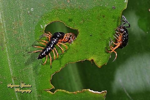 The garden millipede/greenhouse millipede, Oxidus gracilis  Geotagged,Greenhouse millipede,Indonesia,Oxidus gracilis,Summer