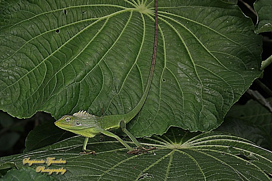 Bunglon/Green Crested Lizard, Bronchocela cristatella, Agamidae  Bronchocela cristatella,Geotagged,Indonesia,Summer