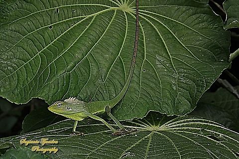 Bunglon/Green Crested Lizard, Bronchocela cristatella, Agamidae  Bronchocela cristatella,Geotagged,Indonesia,Summer