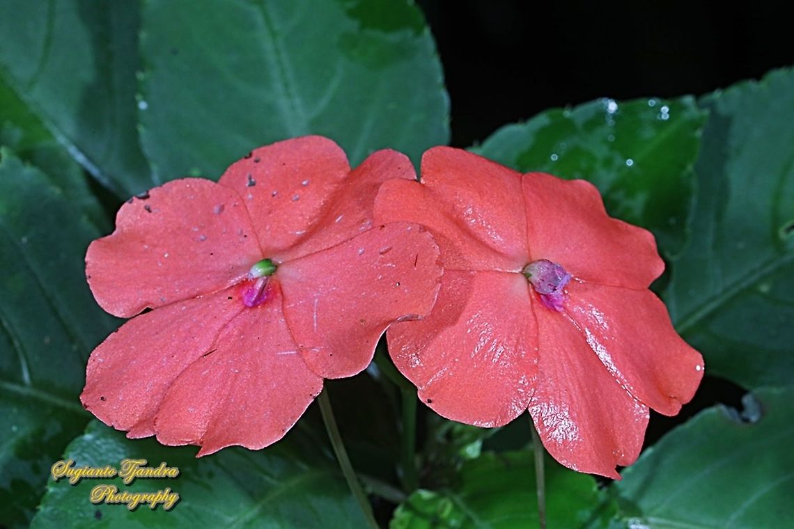 Impatiens flower, Impatiens platypetala  Geotagged,Impatiens platypetala,Indonesia,Summer