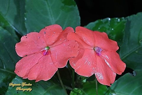 Impatiens flower, Impatiens platypetala  Geotagged,Impatiens platypetala,Indonesia,Summer