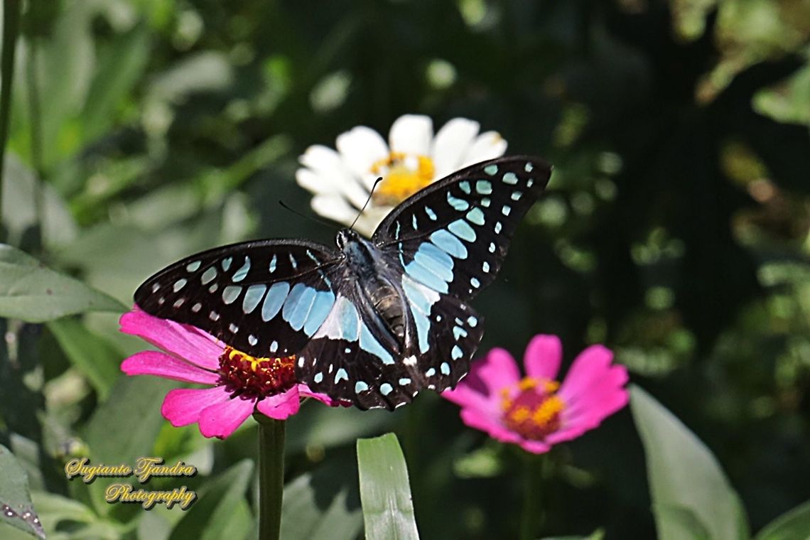 Common Jay (Graphium doson evemonides) flying over the Zinnia flowers  Common Jay,Geotagged,Graphium doson,Indonesia,Summer
