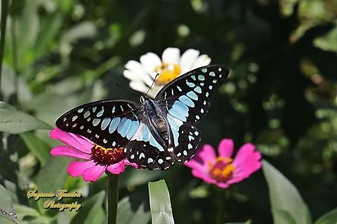 Common Jay (Graphium doson evemonides) flying over the Zinnia flowers  Common Jay,Geotagged,Graphium doson,Indonesia,Summer
