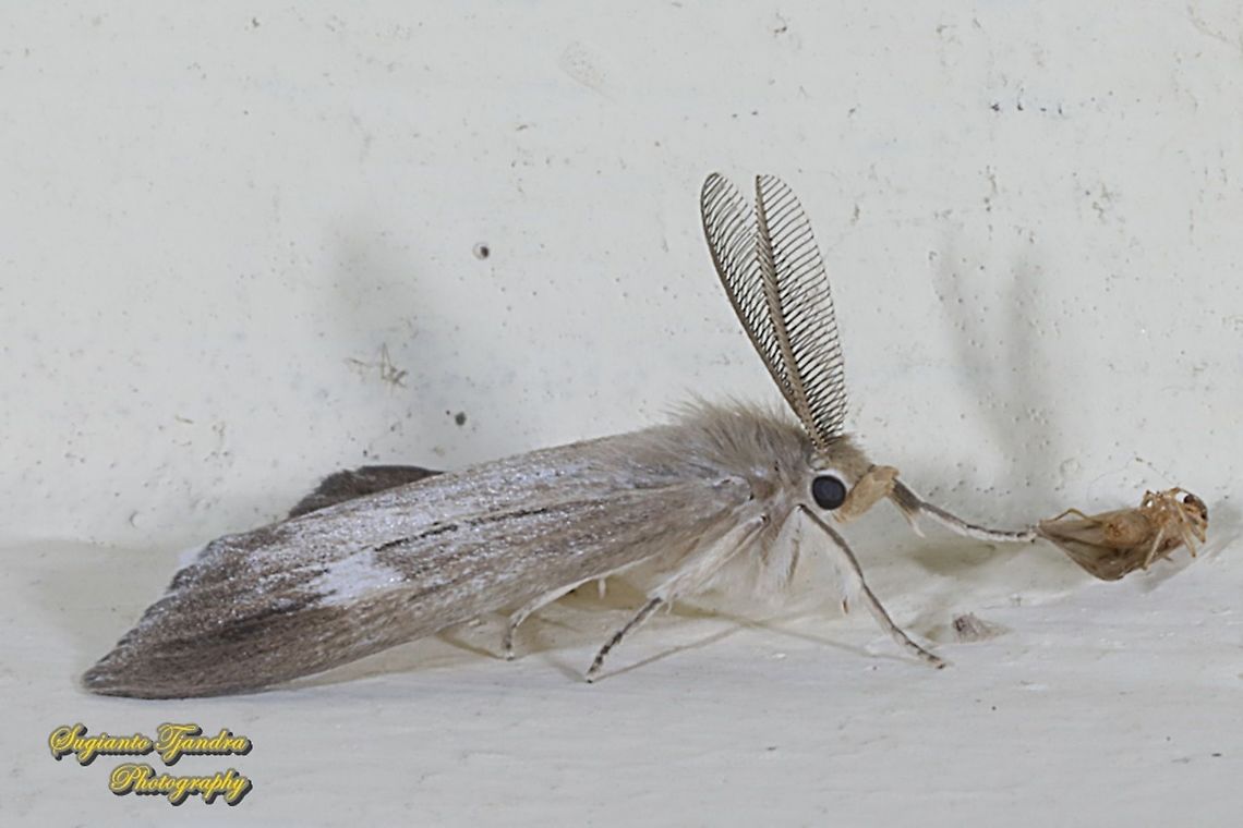 Tussock Moth, Lymantriinae  Geotagged,Indonesia,Summer
