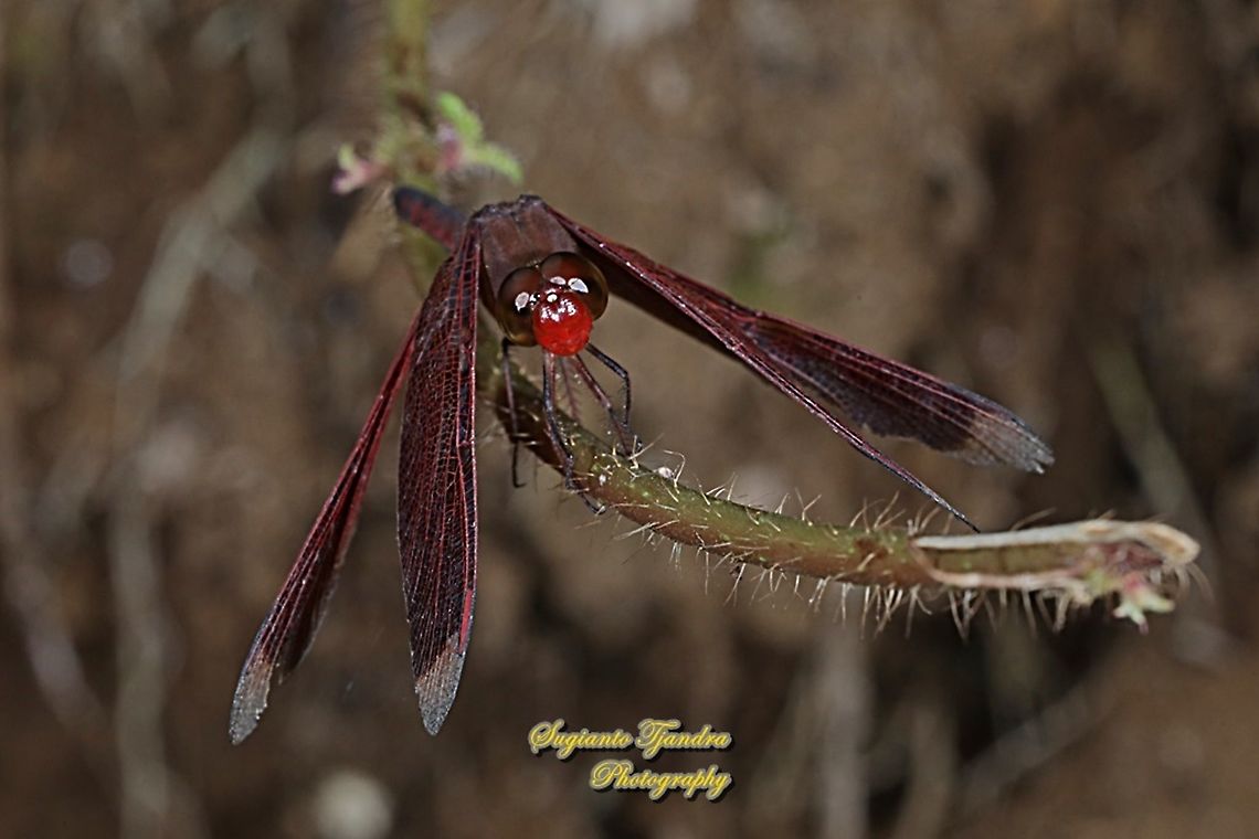 Red Percher, (Neurothemis ramburii)  Geotagged,Indonesia,Neurothemis ramburii,Summer