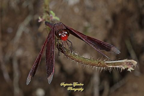 Red Percher, (Neurothemis ramburii)  Geotagged,Indonesia,Neurothemis ramburii,Summer