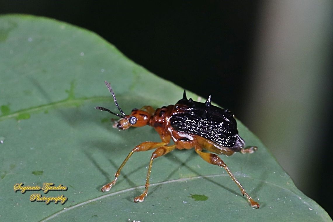 Spiny Giraffe Weevil (Cycnotrachelus sp), Hoplapoderus hystrix  Geotagged,Indonesia,Summer