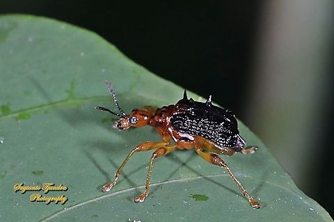Spiny Giraffe Weevil (Cycnotrachelus sp), Hoplapoderus hystrix  Geotagged,Indonesia,Summer