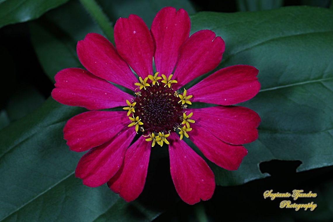 Zinnia flower  Geotagged,Indonesia,Summer