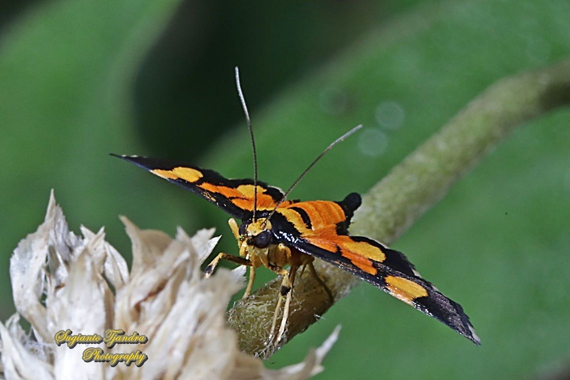 Aethaloessa calidalis moth, family of Crambidae  Aethaloessa calidalis,Geotagged,Indonesia,Summer