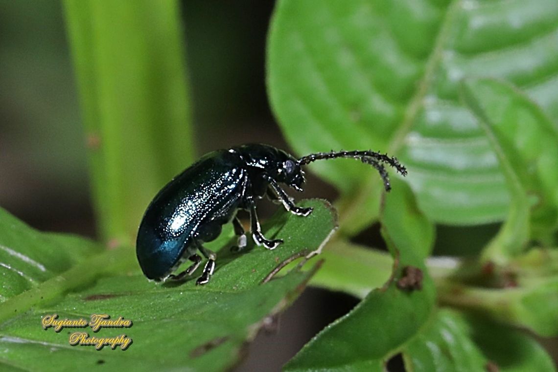 Metallic Blue Leaf beetle, Agelastica alni (???) - Chrysomelidae  Geotagged,Indonesia,Summer