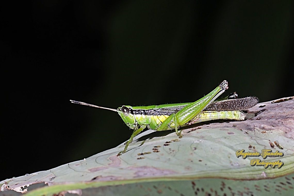 Grasshopper, Oxya chinensis  Geotagged,Indonesia,Oxya chinensis,Summer
