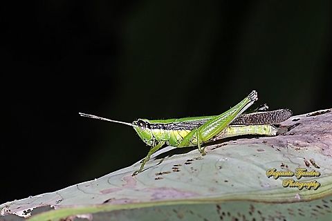 Grasshopper, Oxya chinensis  Geotagged,Indonesia,Oxya chinensis,Summer