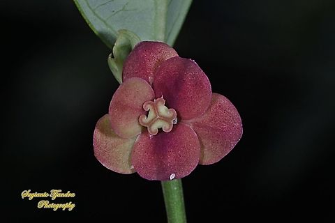 Kembang Katuk/Sweet leaf flower, Sauropus androgynus  Geotagged,Indonesia,Sauropus androgynus,Summer