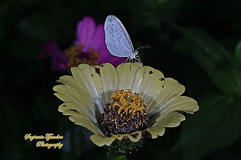 The psyche butterfly, Leptosia nina chlorographa, family Lepidoptera "standing on the yellow Zinnia flower"  Geotagged,Indonesia,Leptosia nina,Psyche,Summer