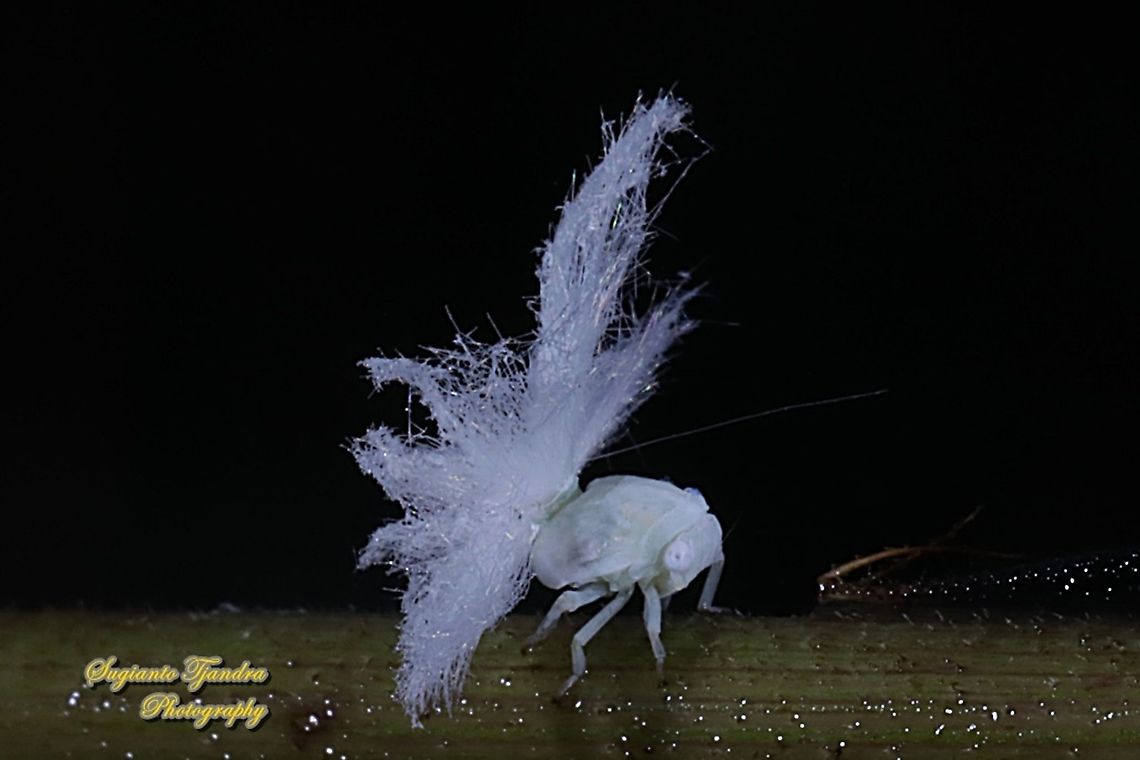 Ricaniid Planthopper Nymph (Ricaniidae)  Geotagged,Indonesia,Summer
