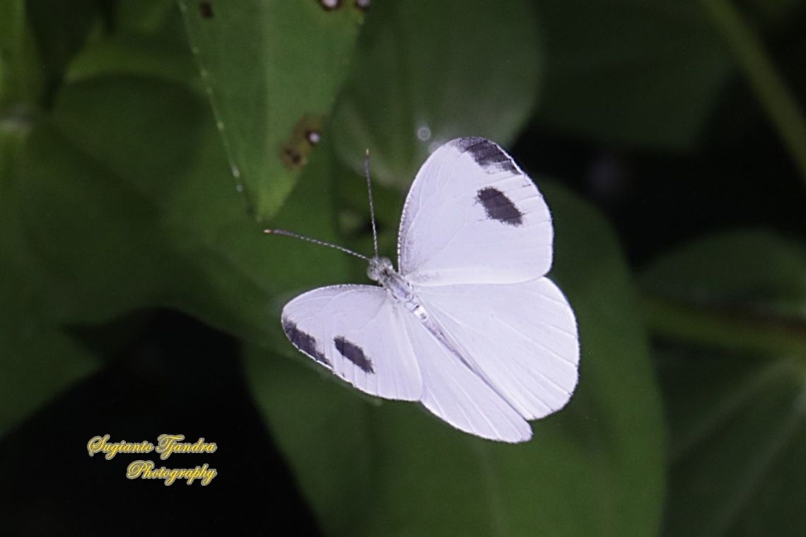 The psyche butterfly, Leptosia nina chlorographa, family Lepidoptera "flying"  Geotagged,Indonesia,Leptosia nina,Psyche,Summer