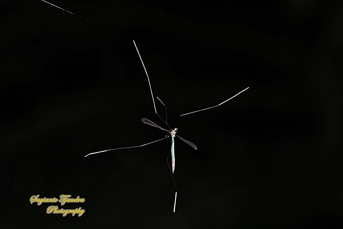 Phantom crane fly, family Tipulidae  Geotagged,Indonesia,Summer