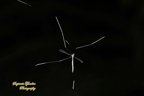 Phantom crane fly, family Tipulidae  Geotagged,Indonesia,Summer