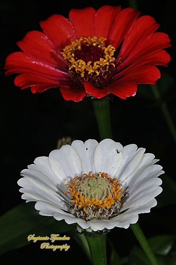 Zinnia flowers  Geotagged,Indonesia,Summer