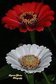 Zinnia flowers  Geotagged,Indonesia,Summer