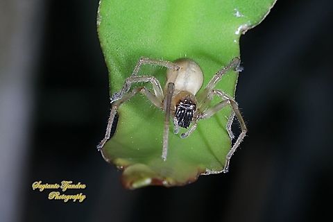 Cheiracanthium Spider, family Cheiracanthiidae  Geotagged,Indonesia,Summer