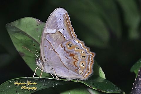 Lethe minerva minerva, male  Geotagged,Indonesia,Lethe minerva,Summer