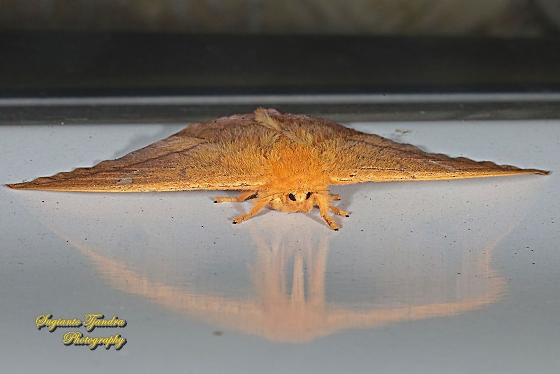 Cricula silkmoth, Cricula trifenestrata - Female  Cricula Silkmoth,Cricula trifenestrata,Geotagged,Indonesia,Summer