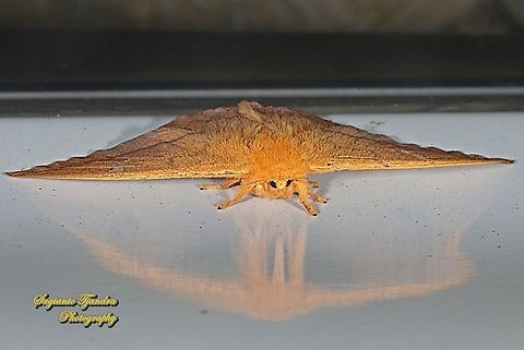 Cricula silkmoth, Cricula trifenestrata - Female  Cricula Silkmoth,Cricula trifenestrata,Geotagged,Indonesia,Summer