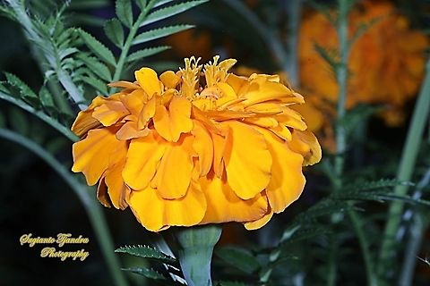 Mexican marigold, Tagetes erecta -orange  Geotagged,Indonesia,Mexican marigold,Summer,Tagetes erecta