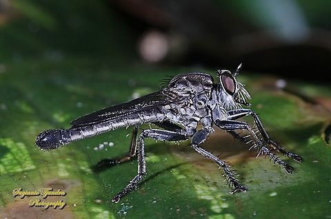 Black Robber fly, Asilidae  Geotagged,Indonesia,Summer