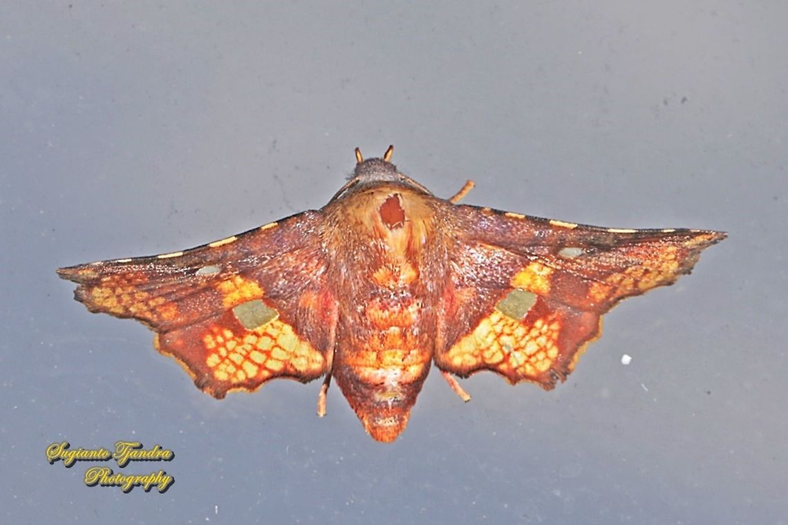 Thyris moth, family Thyrididae  Geotagged,Indonesia,Summer