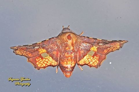 Thyris moth, family Thyrididae  Geotagged,Indonesia,Summer