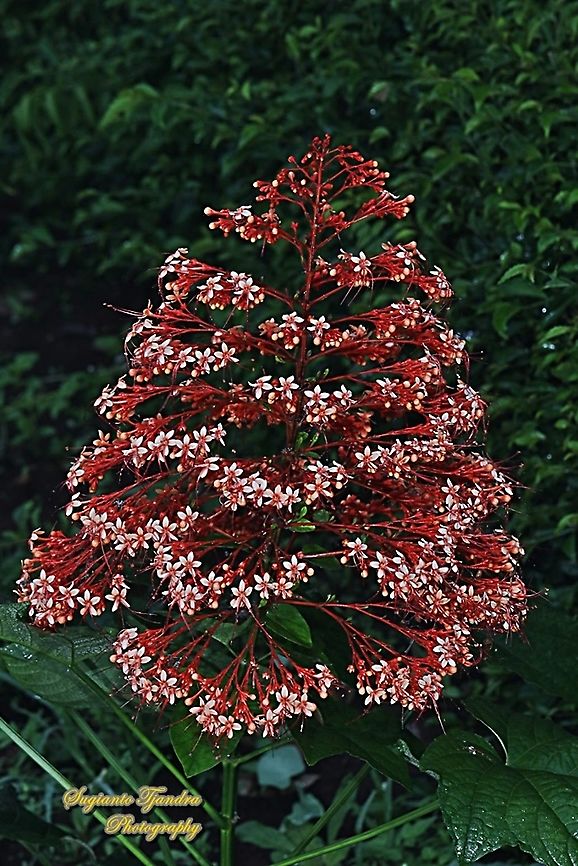 Pagoda flower, Clerodendrum paniculatum  Clerodendrum paniculatum,Geotagged,Indonesia,Pagoda Flower,Summer