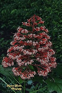 Pagoda flower, Clerodendrum paniculatum  Clerodendrum paniculatum,Geotagged,Indonesia,Pagoda Flower,Summer