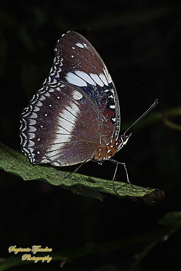 Great eggfly, Hypolimnas bolina bolina  - female, lowerside  Geotagged,Great eggfly,Hypolimnas bolina,Indonesia,Summer