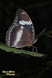 Great eggfly, Hypolimnas bolina bolina  - female, lowerside  Geotagged,Great eggfly,Hypolimnas bolina,Indonesia,Summer