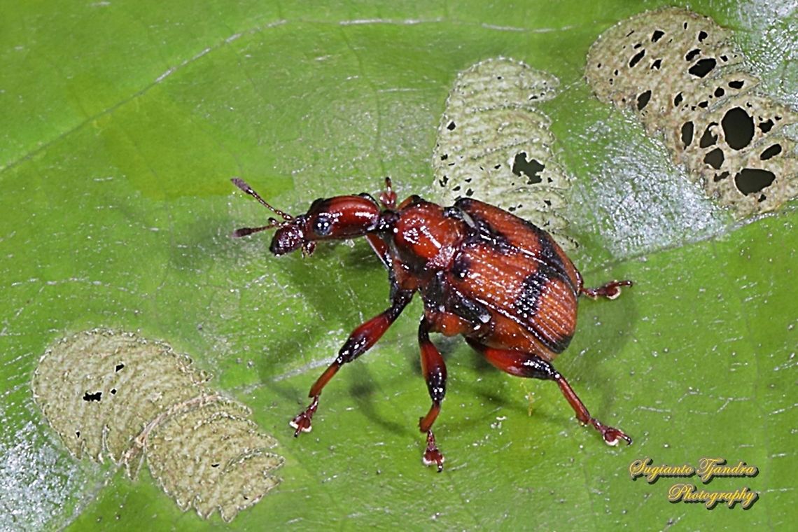 Leaf Roller Weevil Beetle, Attelabidae  Geotagged,Indonesia,Summer