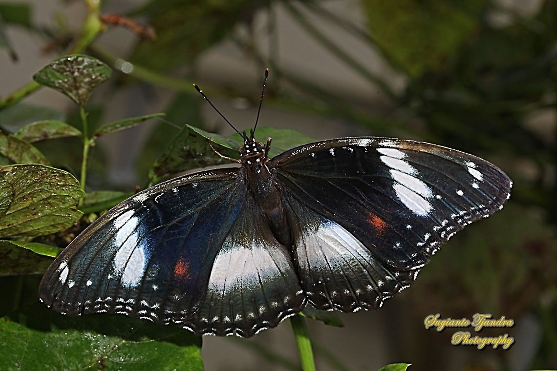 Great eggfly, Hypolimnas bolina bolina  - female, upperside  Geotagged,Great eggfly,Hypolimnas bolina,Indonesia,Summer
