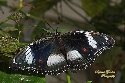 Great eggfly, Hypolimnas bolina bolina  - female, upperside  Geotagged,Great eggfly,Hypolimnas bolina,Indonesia,Summer