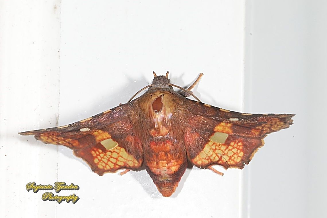 Thyris moth, family Thyrididae  Geotagged,Indonesia,Summer