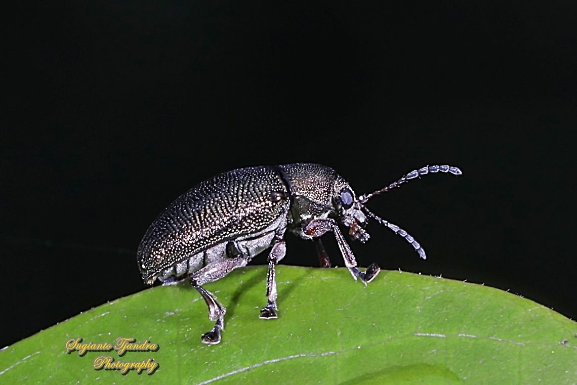 Leaf beetle,  family Chrysomelidae  Geotagged,Indonesia,Summer