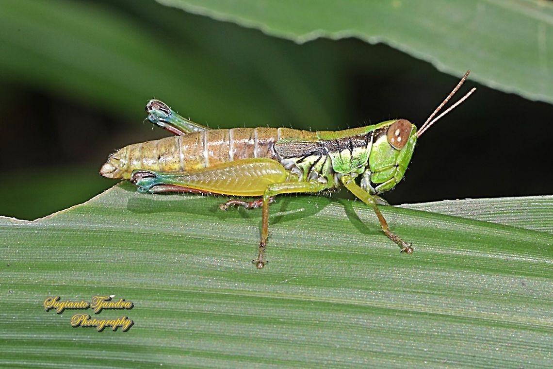 Grasshopper, Caryandra Spuria  Caryandra Spuria,Geotagged,Indonesia,Summer